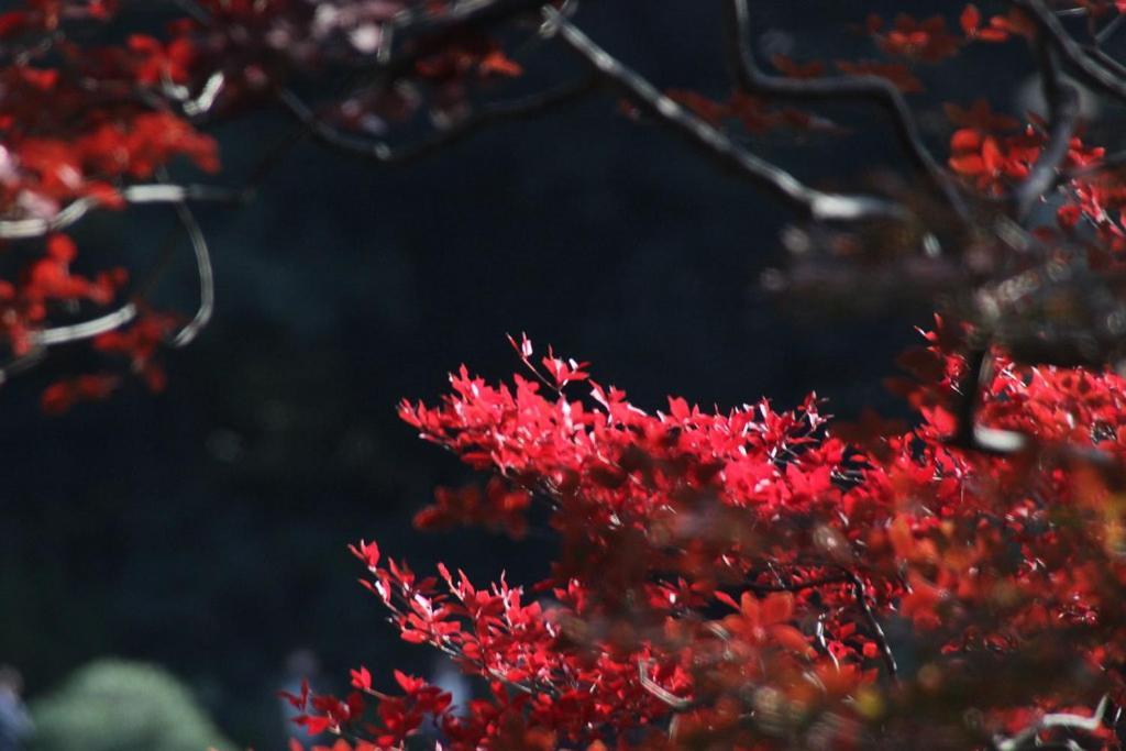 Apartment Tora Tokyo-rikugienn 寅ホテル 六義園 D